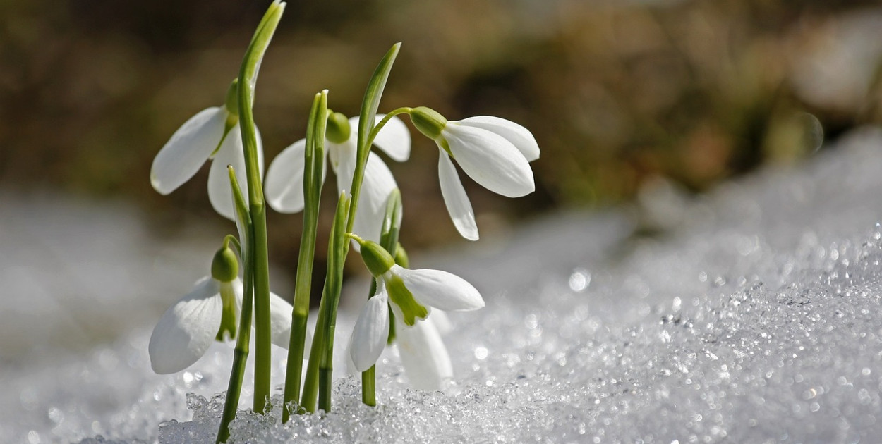 Rozpoczęła się wiosna meteorologiczna!