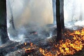 Susza meteorologiczna i wysokie zagrożenie pożarowe w lasach-389