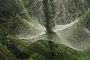 Kupujesz żywą choinkę na święta? Ten szczegół łatwo przeoczyć-4480