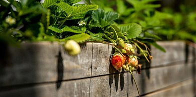Gwiazdnica nie bierze urlopu. Jak skutecznie chronić truskawkę