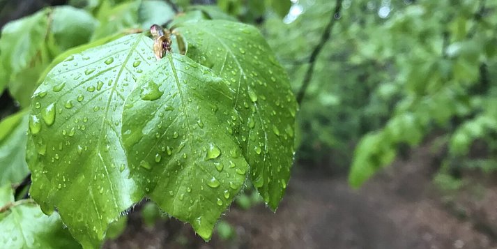 W najbliższych dniach typowa czerwcowa pogoda