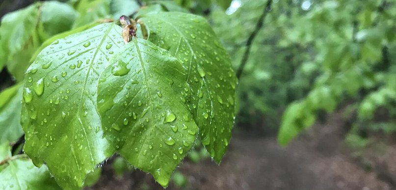W najbliższych dniach typowa czerwcowa pogoda
